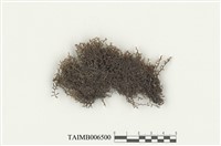 藏品(列胞耳葉蘚)的圖片